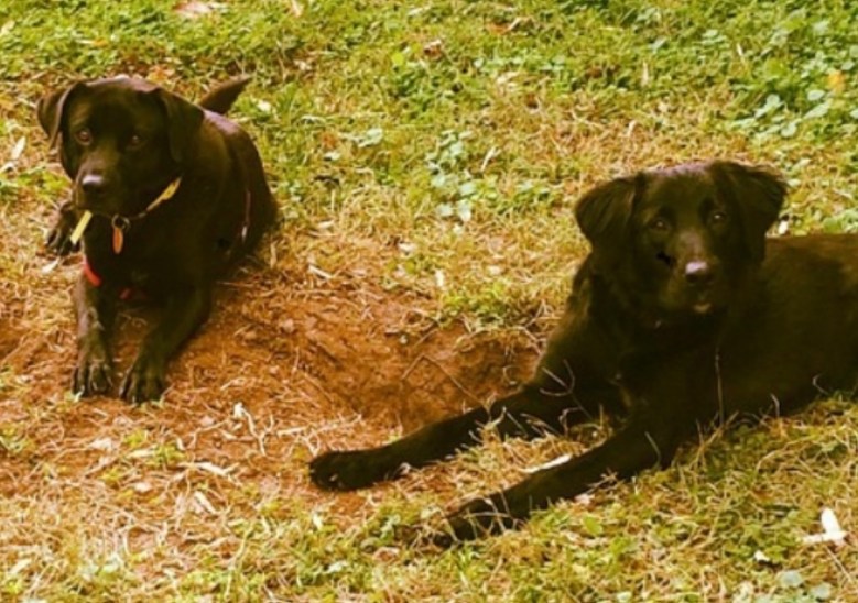 Pet owners should know it is important to clean up after their furry family members as dog waste can be a serious environmental hazard. (Micha Green/The Washington Informer)