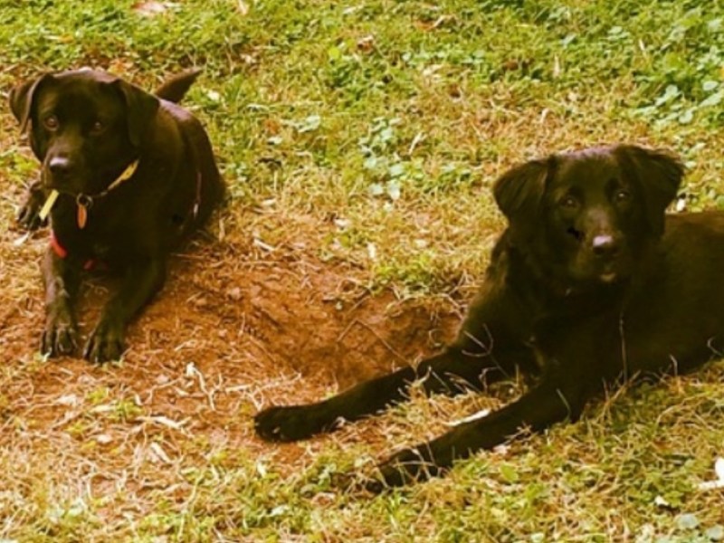 Pet owners should know it is important to clean up after their furry family members as dog waste can be a serious environmental hazard. (Micha Green/The Washington Informer)