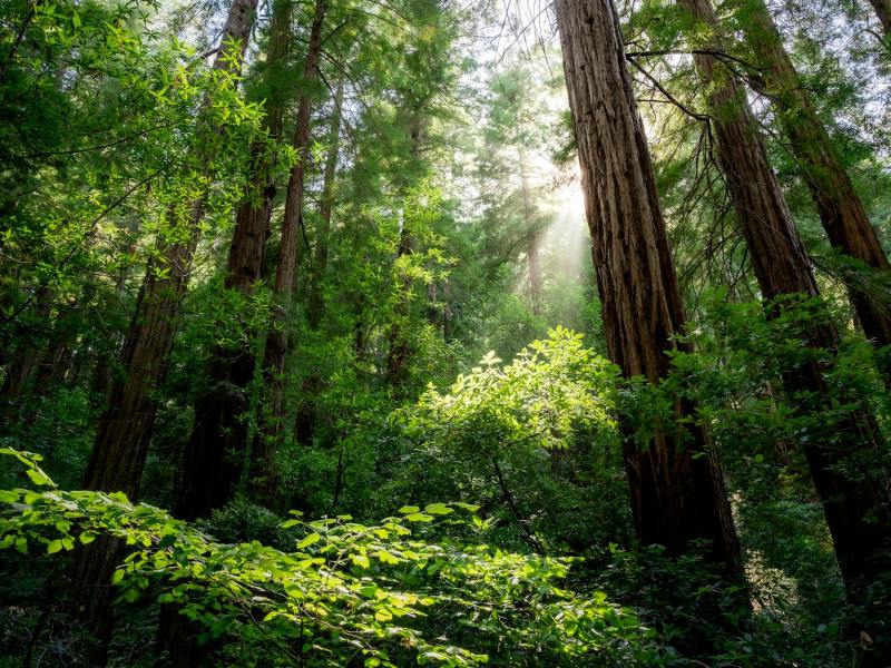 the sun shines through the trees in a forest