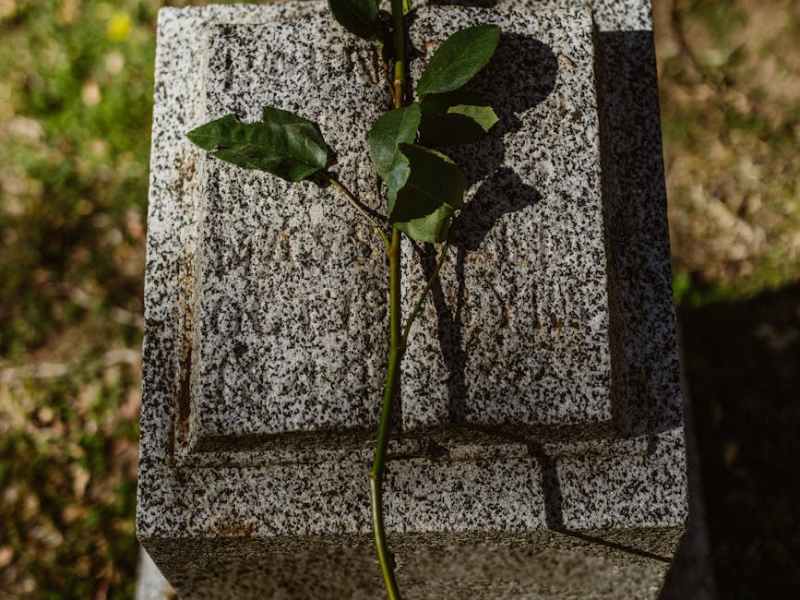 close up shot of a red rose flower on tombstone